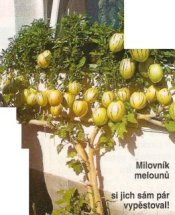 Melounový strom