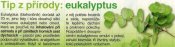 Eukalyptus