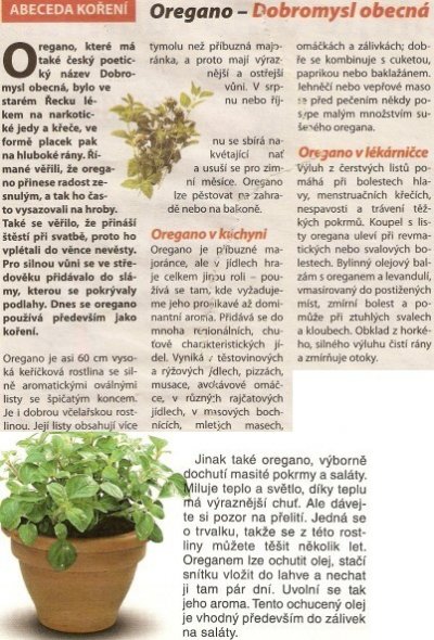 Oregano - Dobromysl obecná