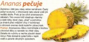 Ananas pečuje