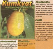 Kumkvat