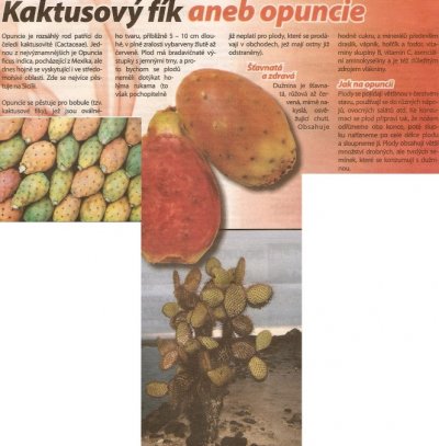 Opuncie - kaktusový fík