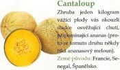 Cantaloup meloun